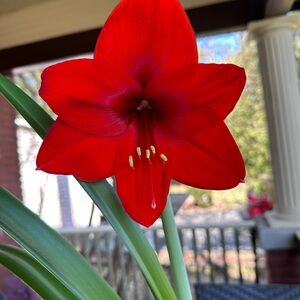 FRESH Red Lion Amaryllis SEEDS